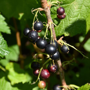 Consort Black Currant