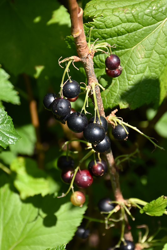 Consort Black Currant