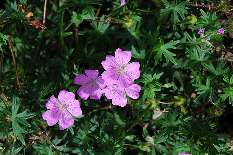 Cranesbill/ Geranium