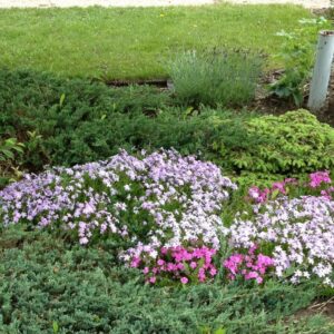 Creeping Moss Phlox