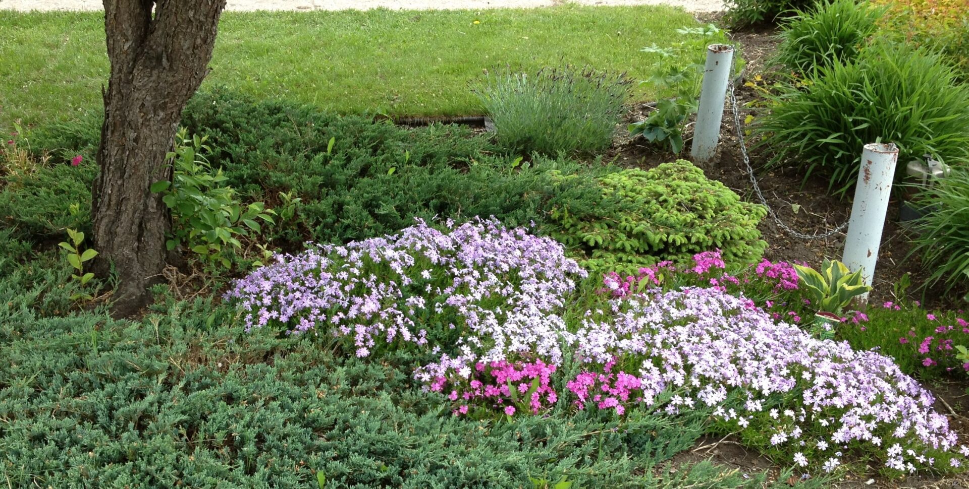 Creeping Moss Phlox