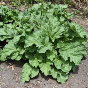 Crimson Red Rhubarb