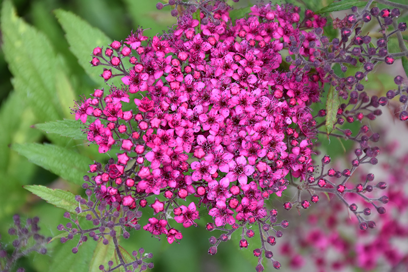 Darts Red Spirea