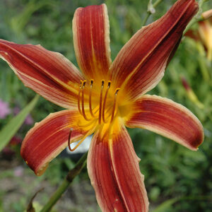 Daylily