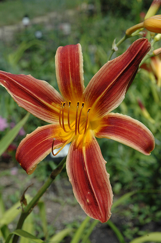 Daylily