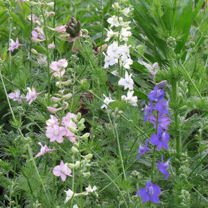 Delphinium/ Larkspur