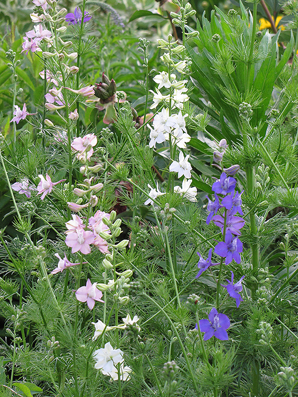 Delphinium/ Larkspur