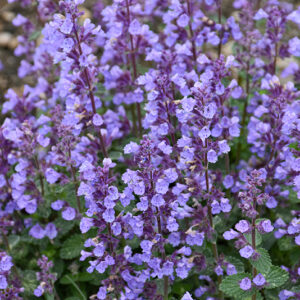 Dropmore Catmint