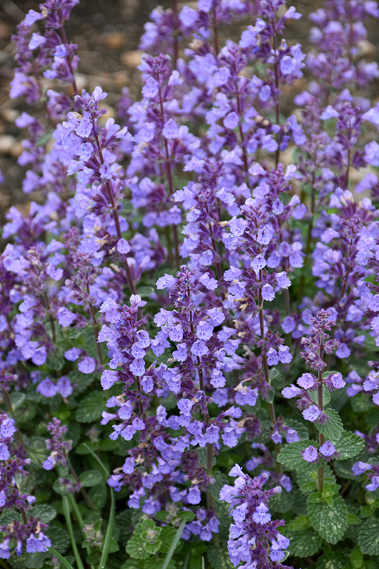 Dropmore Catmint