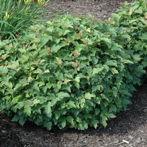Dwarf European Cranberry