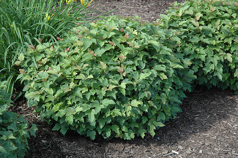 Dwarf European Cranberry