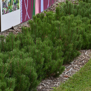 Dwarf Mugo Pine