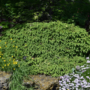 Dwarf Norway Spruce