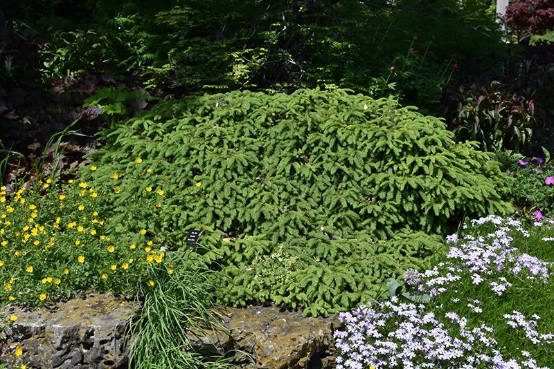 Dwarf Norway Spruce