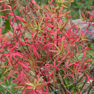 Dwarf Turkestan Burning Bush