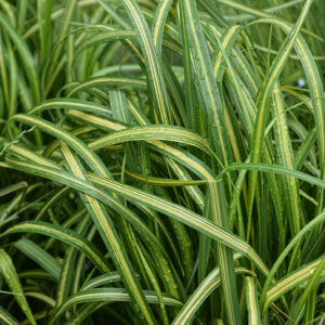 Eldorado Feather Reed Grass