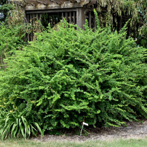 Emerald Carousel Barberry