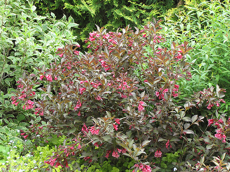 Fine Wine Weigela
