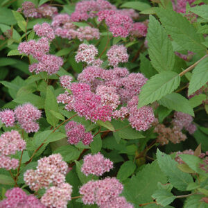 Froebel Spirea