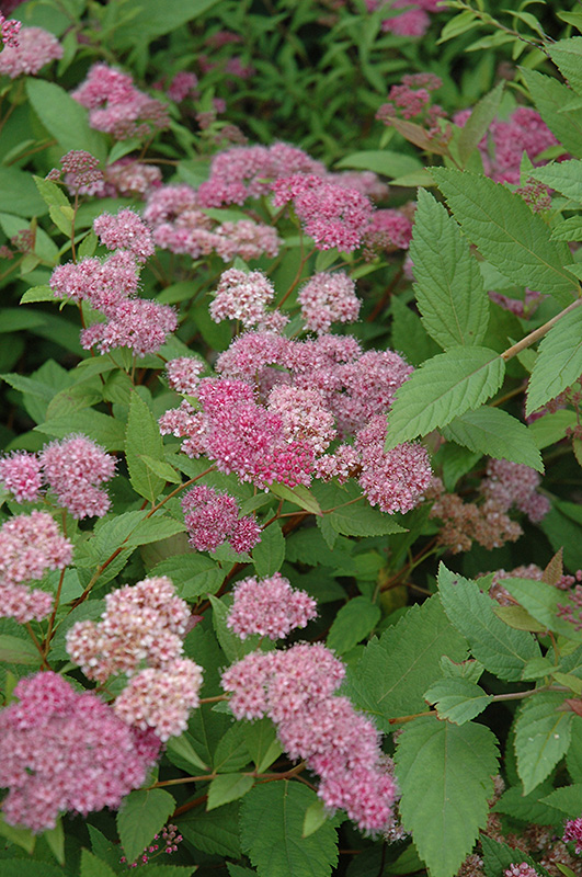 Froebel Spirea