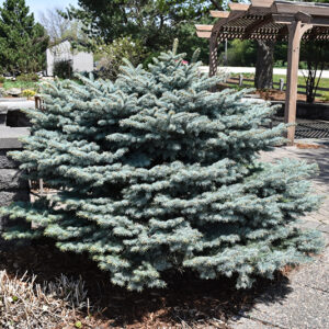 Globe Blue Spruce