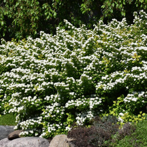 Glow Girl Spirea