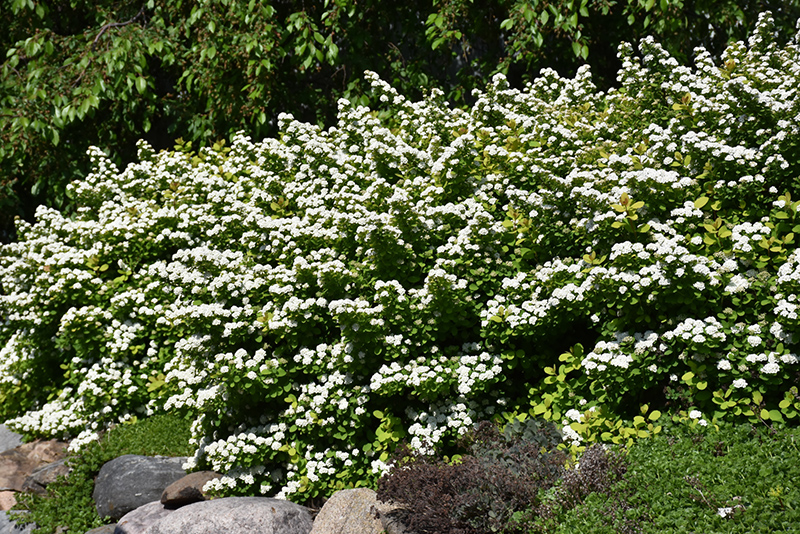 Glow Girl Spirea