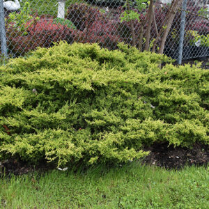 Gold Coast Juniper