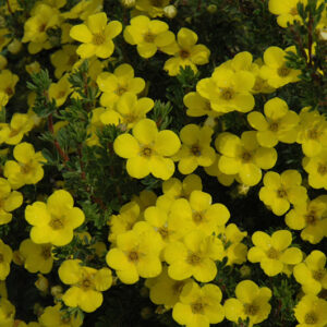 Gold Drop Potentilla