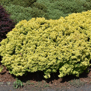 Gold Nugget Barberry