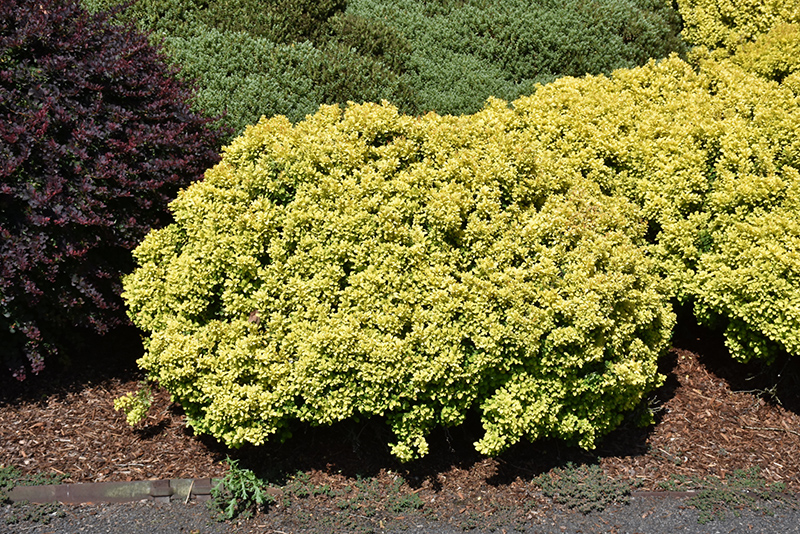 Gold Nugget Barberry