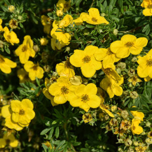 Gold Star Potentilla