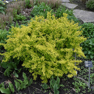 Golden Dwarf Barberry