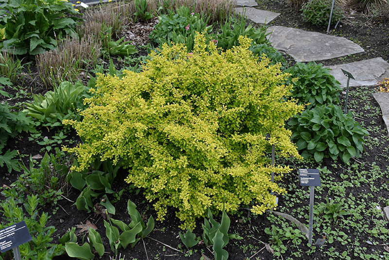 Golden Dwarf Barberry