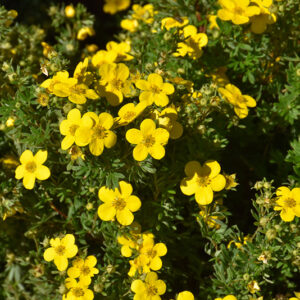 Goldfinger Potentilla