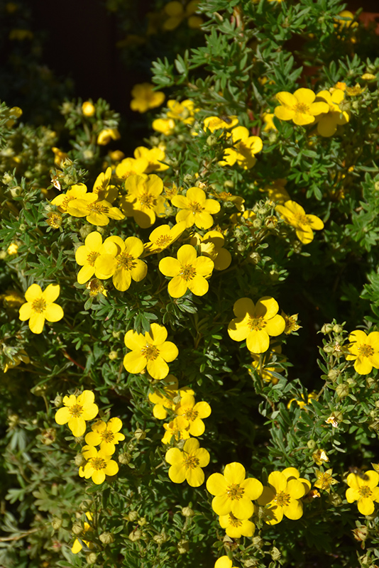 Goldfinger Potentilla