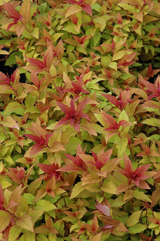 Goldflame Spirea