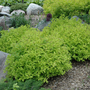 Goldmound Spirea