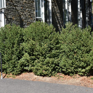 Green Mountain Boxwood