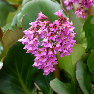 Hearleaf Bergenia