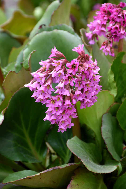 Hearleaf Bergenia