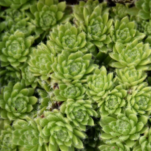 Hens And Chicks