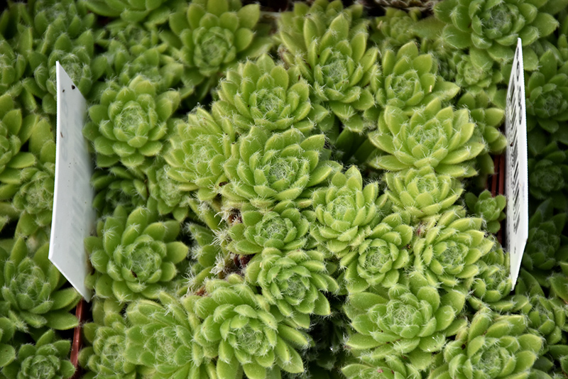 Hens And Chicks