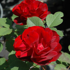 Hope For Humanity Rose