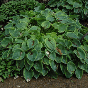 Hosta