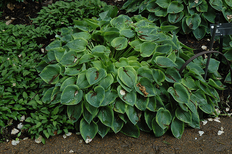 Hosta