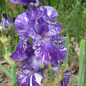 Iris