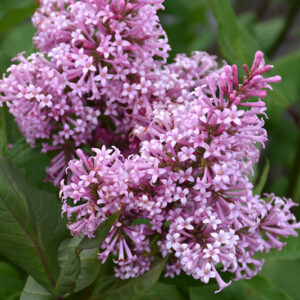 James Macfarlane Pr Lilac