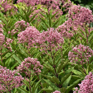 Joe Pye Weed