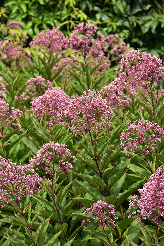 Joe Pye Weed